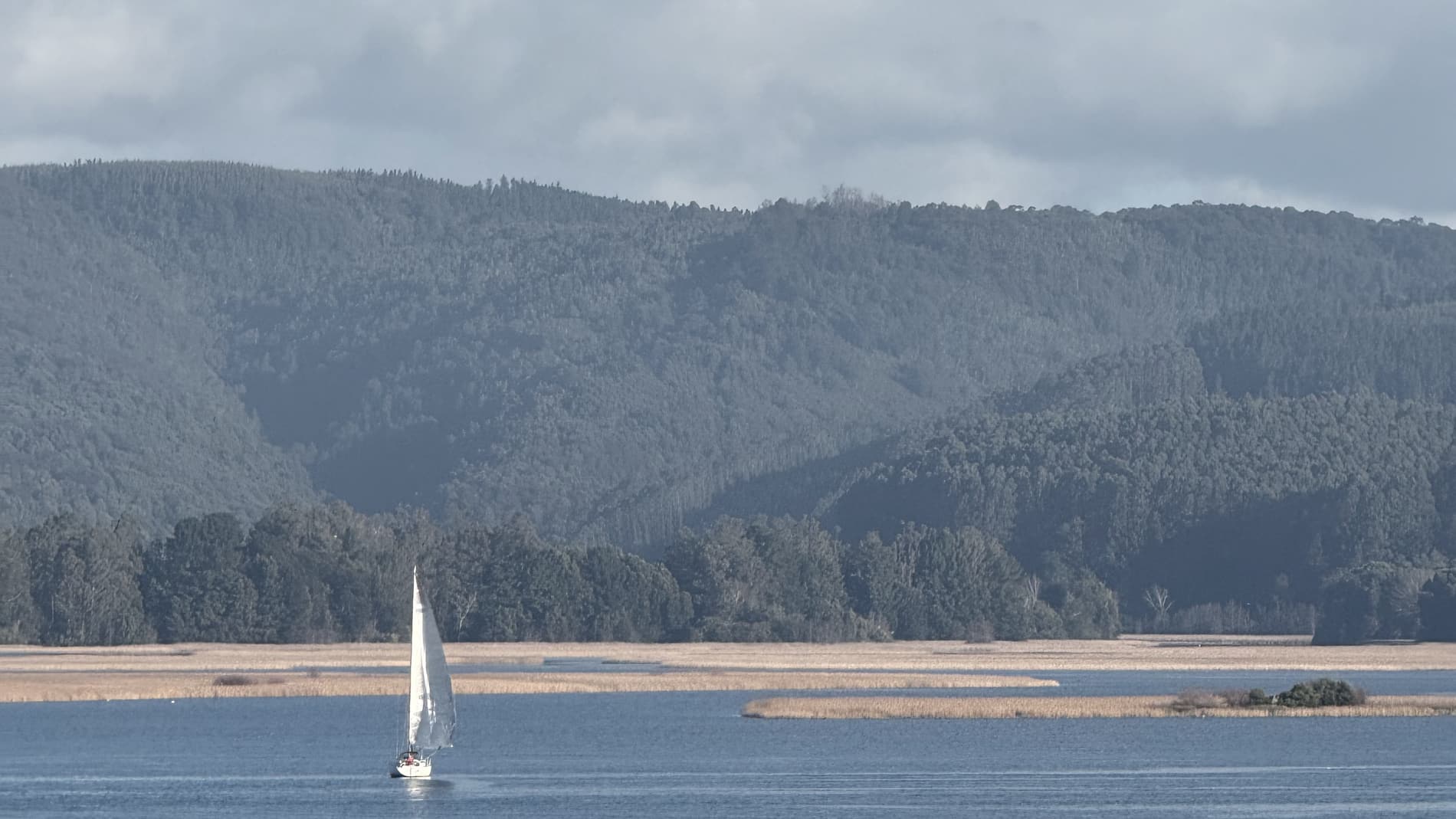 El humedal del río Valdivia: un velero navegando, los islotes de junquillo y el cerro al fondo